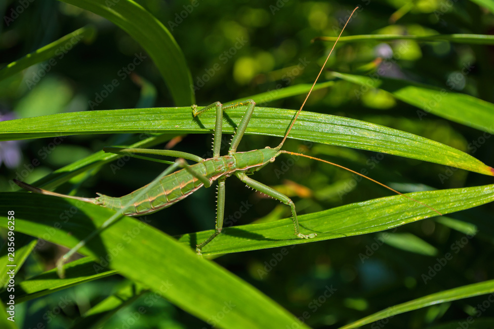 Green stick insect or green Phylliidae. The green Phasmatodea sits on the leaves of flowers in the garden. The green Phasmatodea close up. Green stick insect or green Phylliidae. The green Phasmatodea sits on the leaves of flowers in the garden. The green Phasmatodea close up.