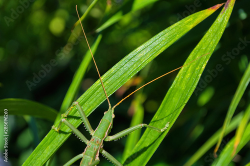 Green stick insect or green Phylliidae. The green Phasmatodea sits on the leaves of flowers in the garden. The green Phasmatodea close up.