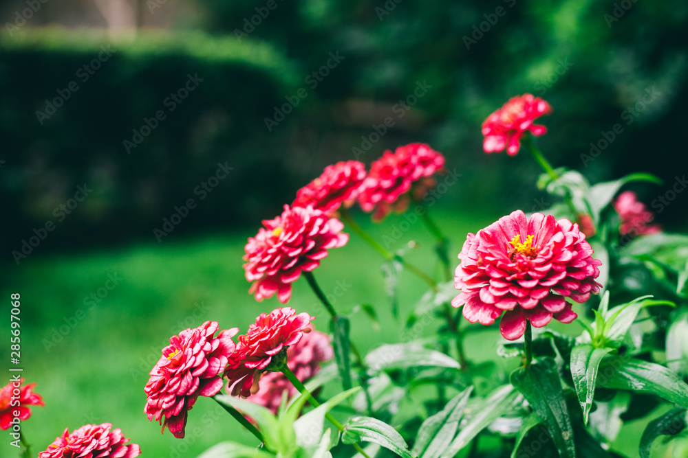 Floral background with flower macro picture, green grass, botanical background