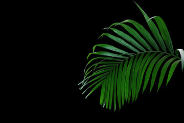 Tropical rainforest palm leaves foliage plant growing in wild isolated on black background.