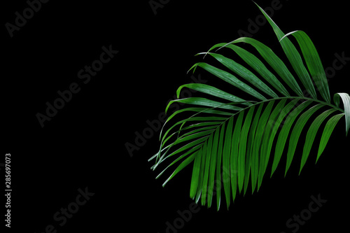 Tropical rainforest palm leaves foliage plant growing in wild isolated on black background.