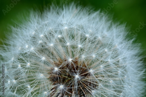 Flowering dandelion - detail