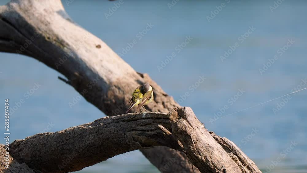 Western Yellow Wagtail preening on the wood log against river background Western Yellow Wagtail preening on the wood log against river background