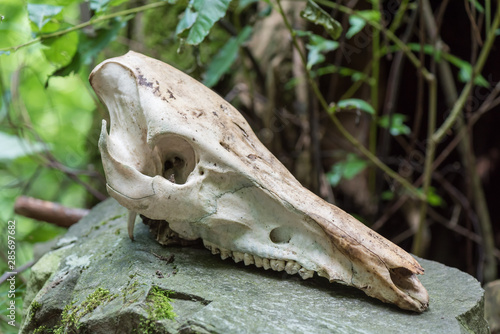 Wild boar skull © FPWing