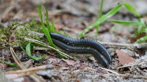 Julida millipedes ride each other photo