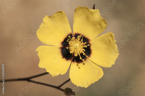 Halimium halimifolium beautiful yellow flowering shrub plant with dark incarnate center belonging to the Cistaceae family photo