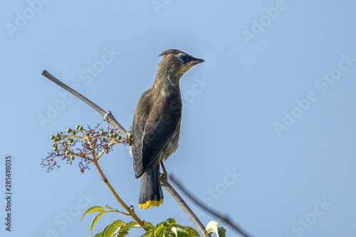 Juvenile cedar waxwing on a branch. photo