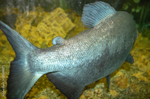 Angler fish, female with males attached, pisces linophrynidae