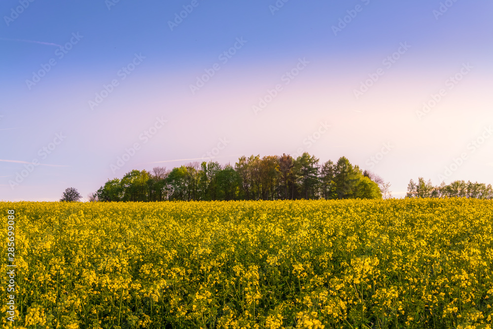 Obraz premium beautiful sunset over a rape field