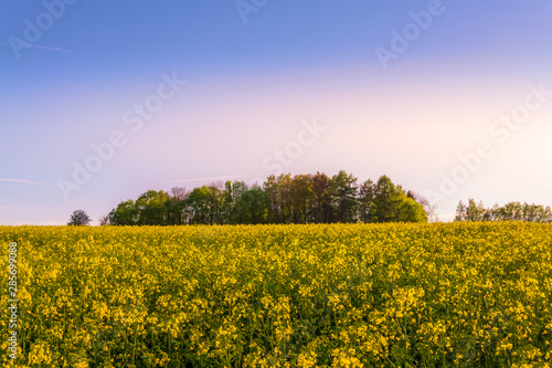 beautiful sunset over a rape field