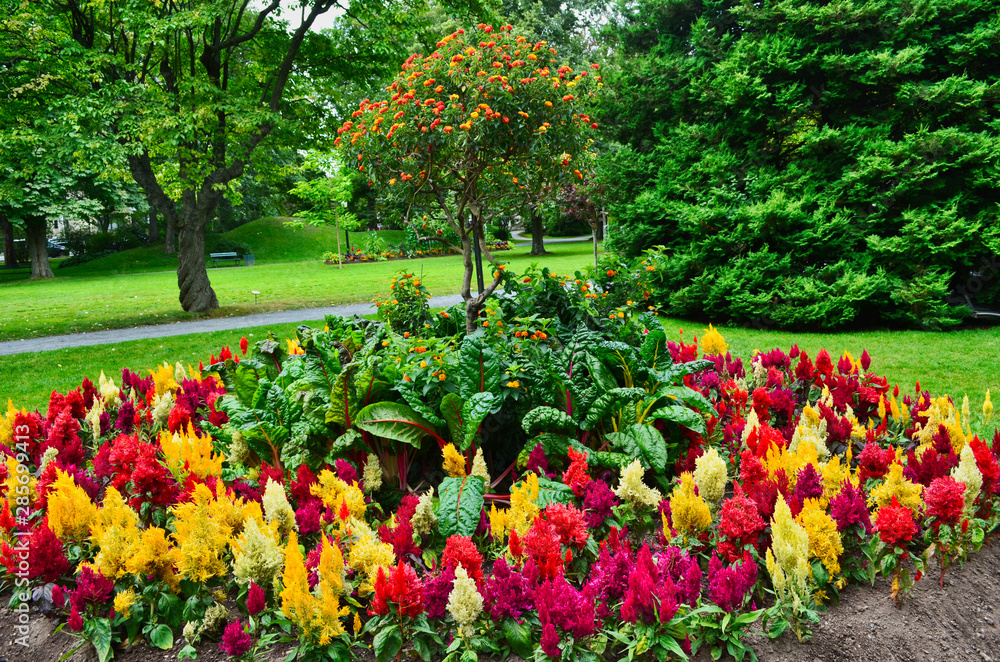 Red and Yellow Feathery Celosia Planted in a Flower Bed in Halifax Public Gardens