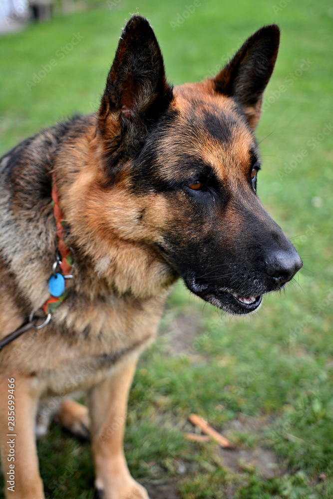 Portrait of a German Shepherd - adult, male