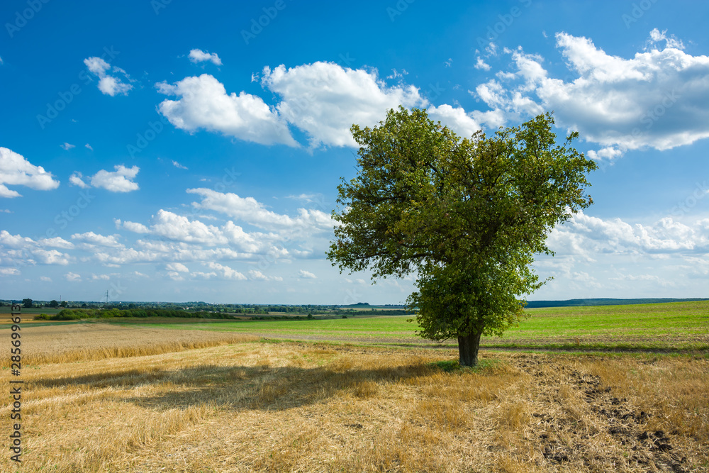 Amazing large deciduous tree growing on stubble Amazing large deciduous tree growing on stubble