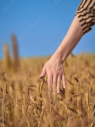 A female hand glides over the ears of wheat.