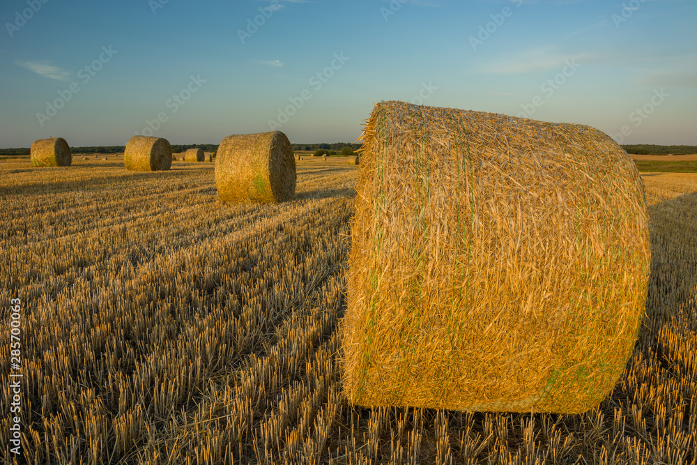Huge bales of straw in the field