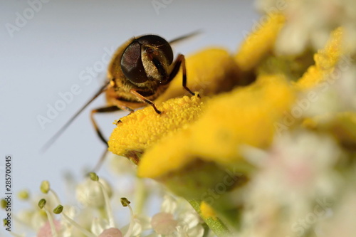 A fly of the hoverfly family ( Syrphidae)