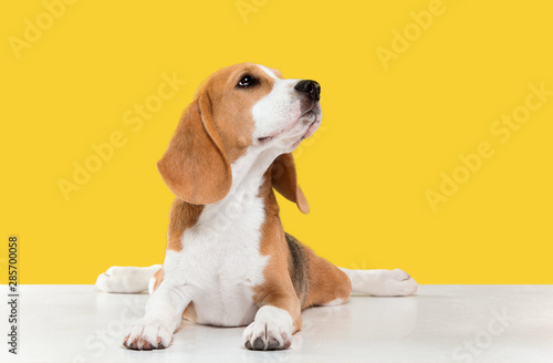 Beagle tricolor puppy is posing. Cute white-braun-black doggy or pet is playing on yellow background. Looks calm and confident. Studio photoshot. Concept of motion, movement, action. Negative space.