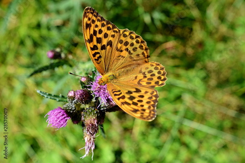 Argynnis paphia - orange butterfly detail
