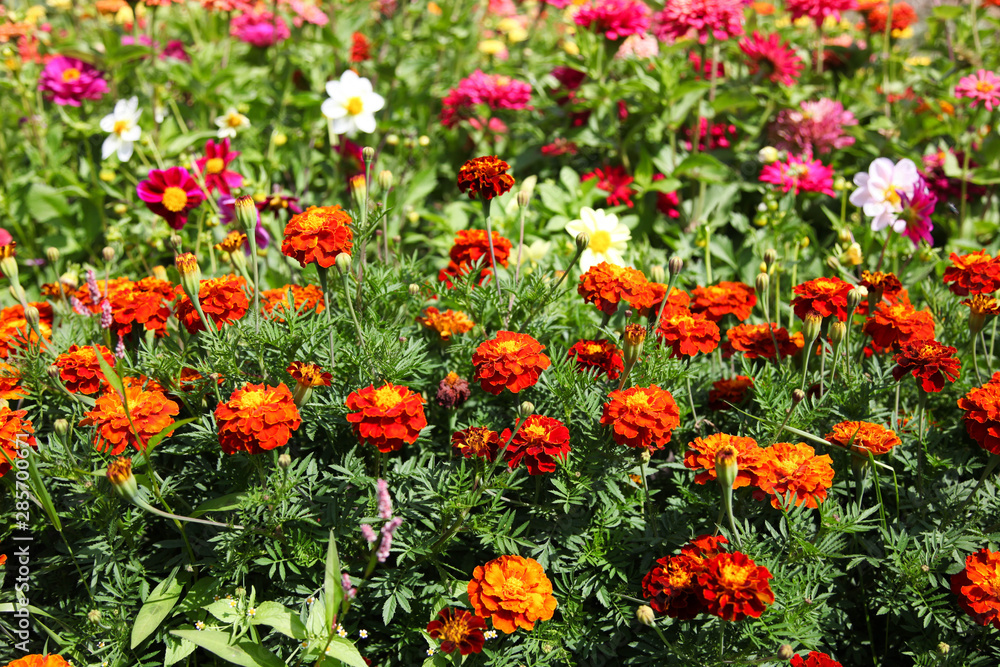 Beautiful red flowering marigolds