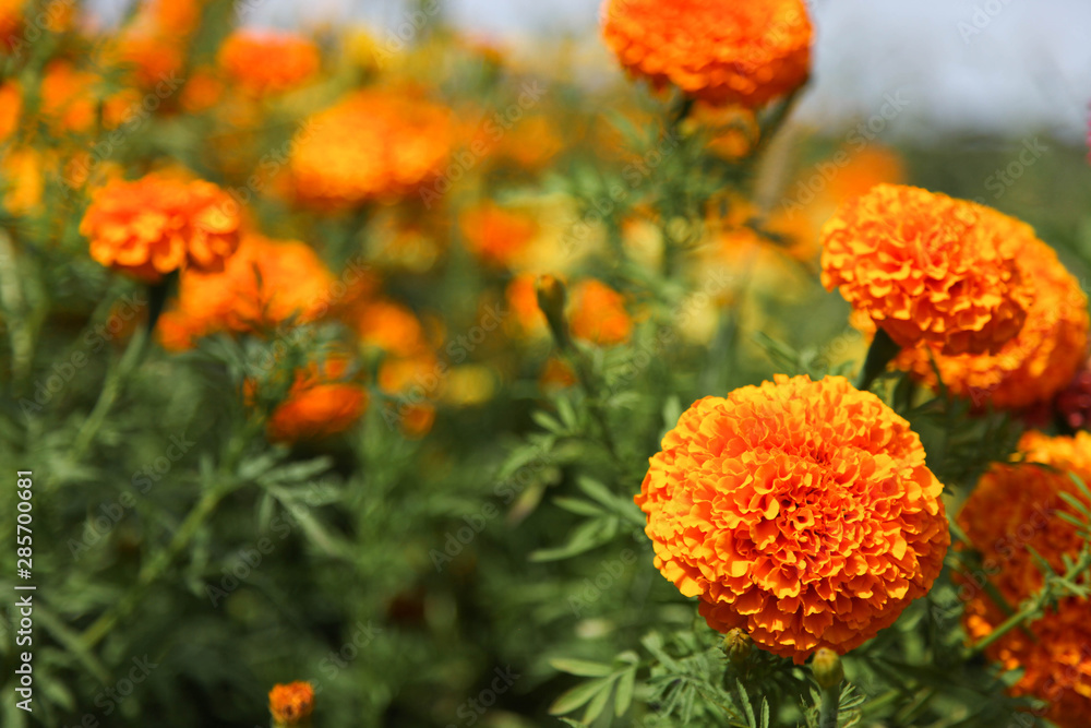 Beautiful decorative marigolds small-flowered Beautiful decorative marigolds small-flowered