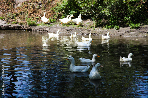 Flock of beautiful white ducks