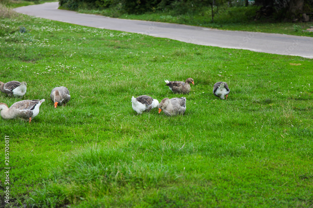 Flock of geese graze on green grass Flock of geese graze on green grass