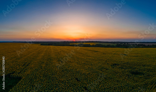 Sunflower field on sunset, Beautiful nature landscape panorama.