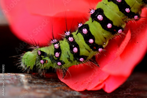 SATURNIA PAVONIA - Green caterpillar