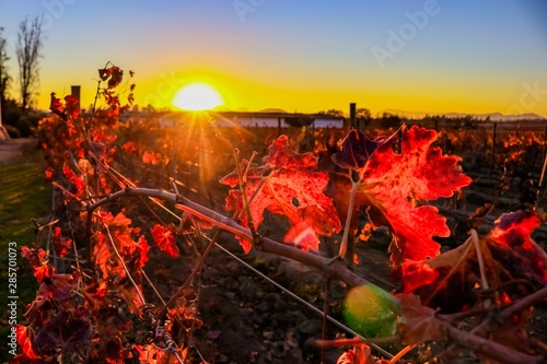 Tour em outono nos vinhedos, com vinícolas, jardins e museu que termina com uma degustação de vinhos - A Viña Santa Rita é uma das mais antigas e tradicionais vinhas do Chile photo