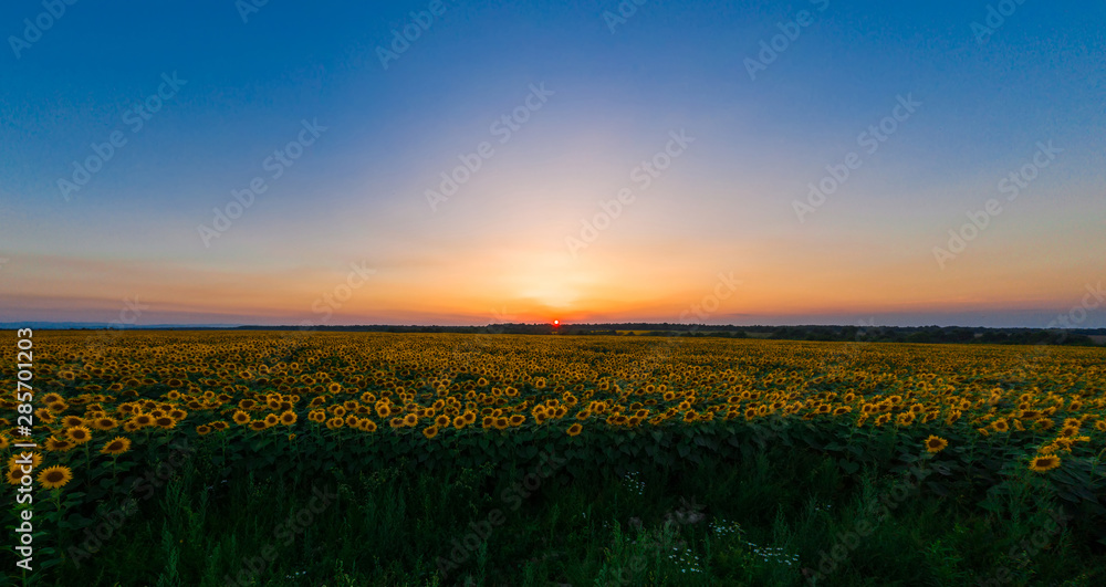 Sunflower field on fertile black earths of Ukraine, on the horizon a beautiful sunset, panorama.