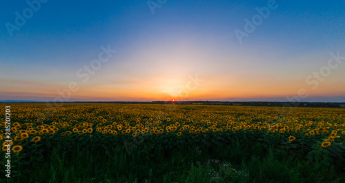 Sunflower field on fertile black earths of Ukraine  on the horizon a beautiful sunset  panorama.