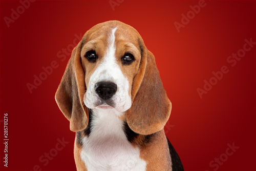 Beagle tricolor puppy is posing. Cute white-braun-black doggy or pet is sitting on red background. Looks attented and sad. Studio photoshot. Concept of motion, movement, action. Negative space. © master1305