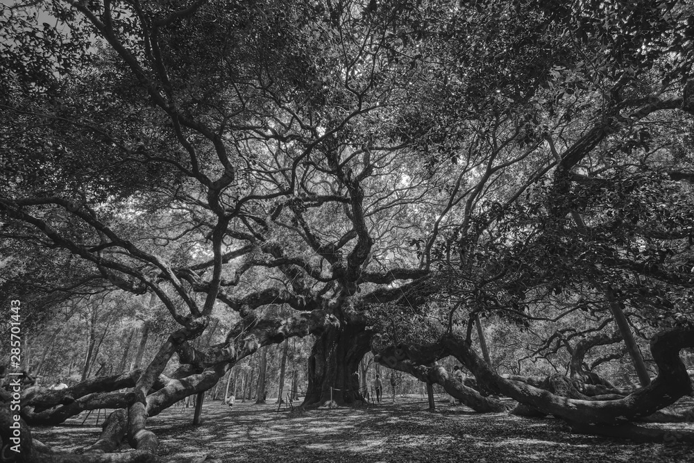 custom made wallpaper toronto digitalAngel Oak