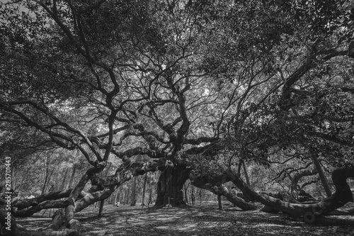 Wallpaper Mural Angel Oak Torontodigital.ca