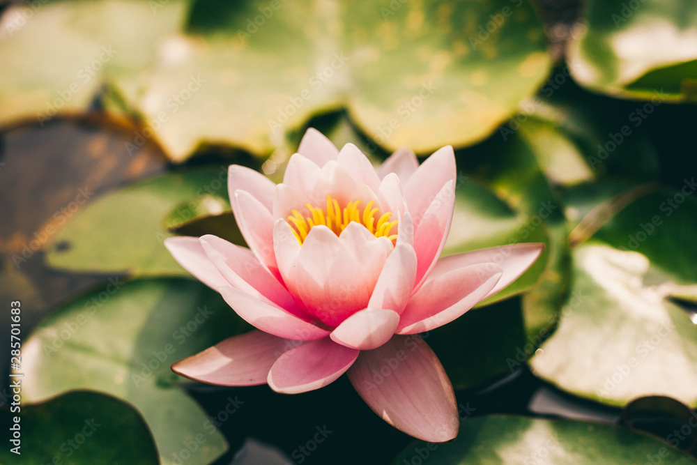 Pink lotus flower flowering in the pond in the green leaves. Beautiful floral background. Pink lotus flower flowering in the pond in the green leaves. Beautiful floral background.