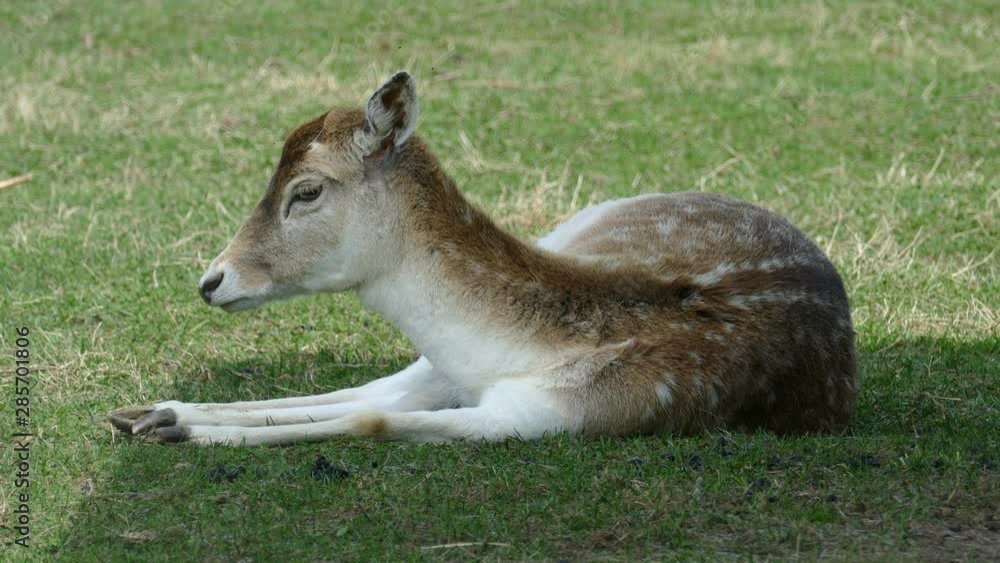 Deer stepped into a clearing and basks in the sun, lying on the grass. Deer stepped into a clearing and basks in the sun, lying on the grass.