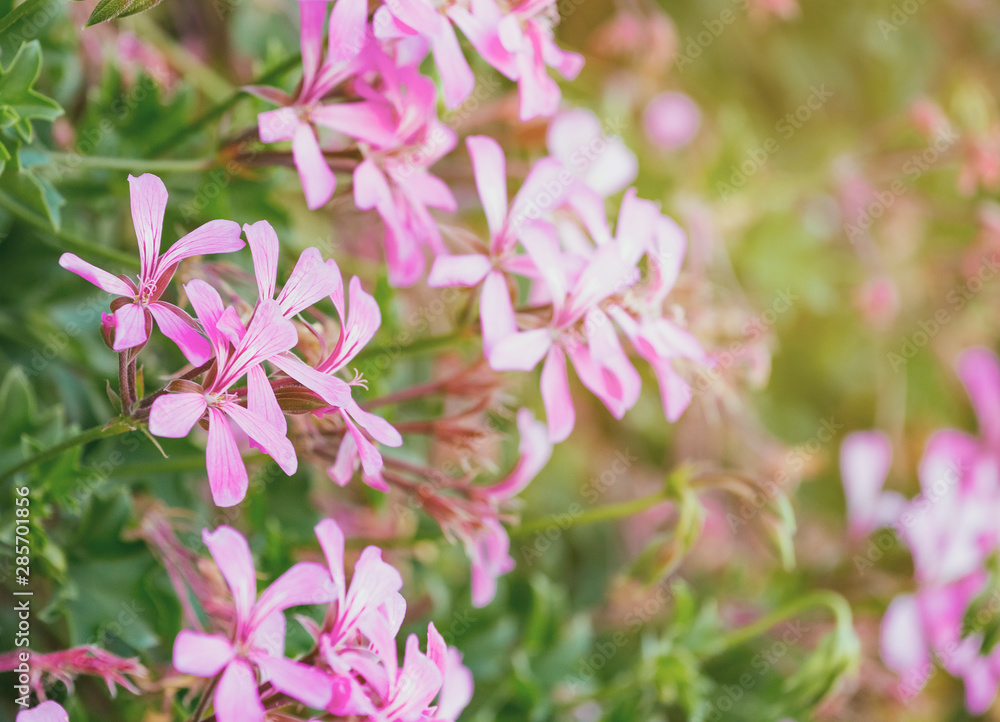 Pink blossom geranium flowers bloom, retro toned, bokeh pink pastel soft flower background Pink blossom geranium flowers bloom, retro toned, bokeh pink pastel soft flower background