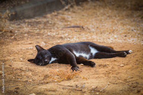 Durty black stray homeless cat lying and steeping on the ground