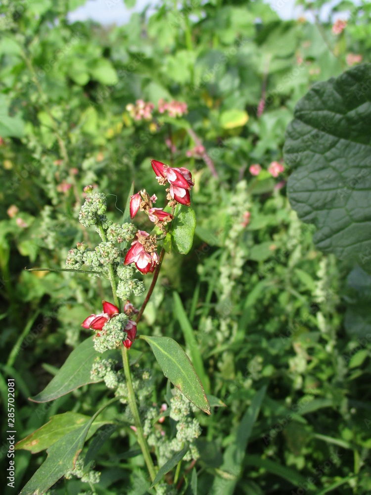 Buchweizenblüte Buchweizenblüte