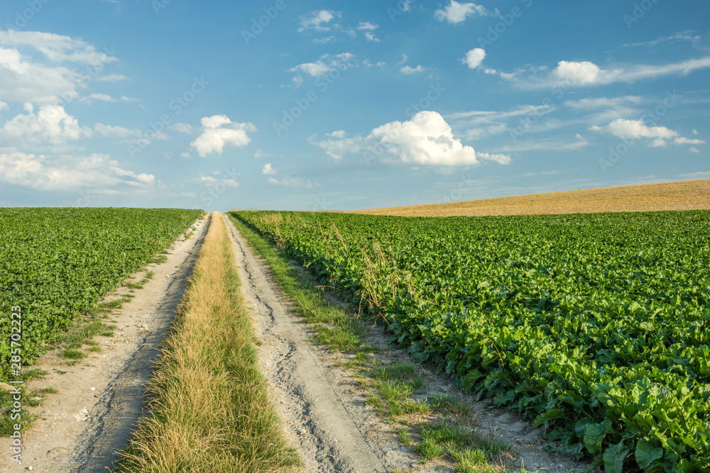A dirt road through a beetroot field. A dirt road through a beetroot field.