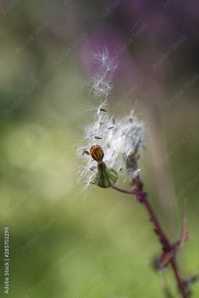 fleur de pissenlit très abimée fleur de pissenlit très abimée