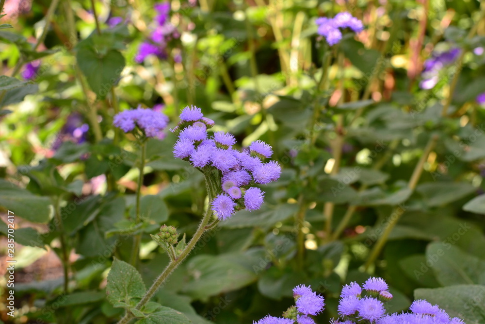 Annual flower of agrateum blue in the flowerbed Annual flower of agrateum blue in the flowerbed