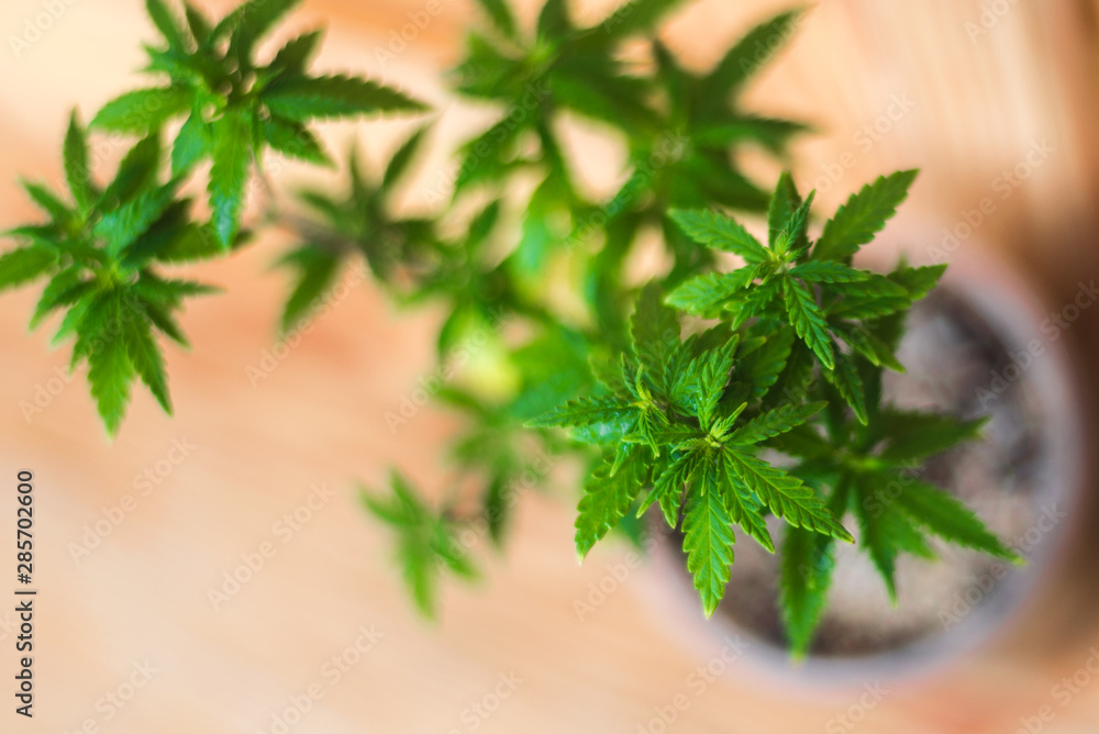 small bush of cannabis grow on a windowsill