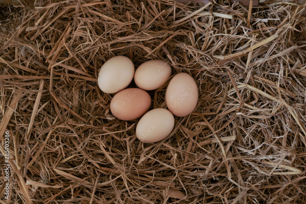 Fresh chicken eggs with nest,A pile of brown eggs in a nest at farm