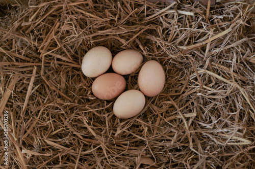 Fresh chicken eggs with nest,A pile of brown eggs in a nest at farm