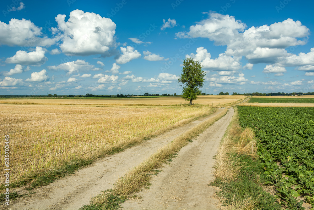 Beautiful view of a dirt road and a lonely tree in a field