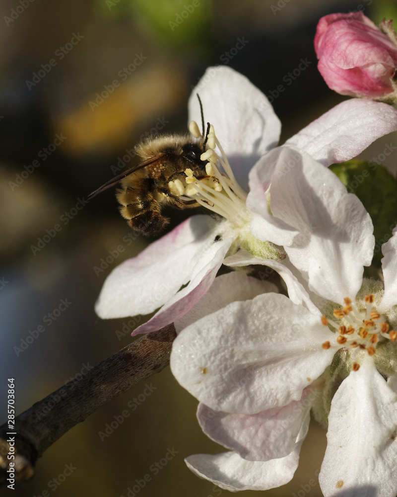 une abeille butine une felur de pommier une abeille butine une felur de pommier
