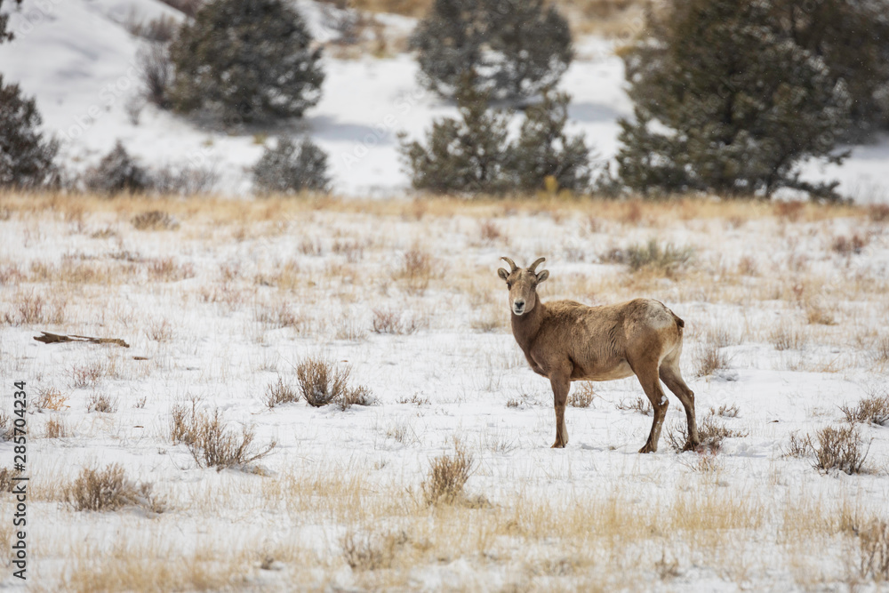 Obraz premium Big horn sheep