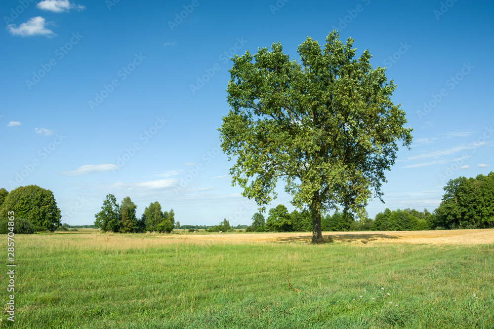 Beautiful big oak in the meadow Beautiful big oak in the meadow