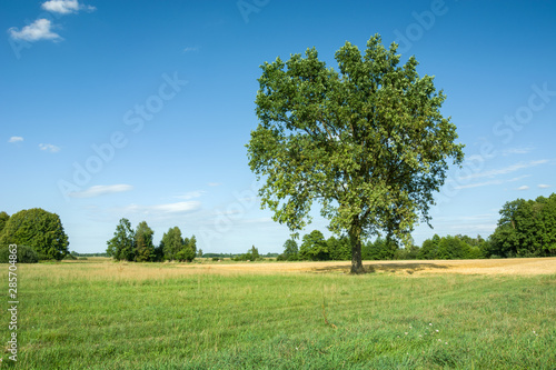 Beautiful big oak in the meadow